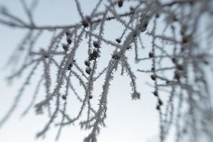 vinterfrost på trädgrenar foto