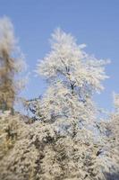 vinterfrost på trädgrenar foto