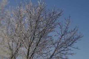 vinterfrost på trädgrenar foto