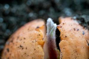 makrofoto av en liten grodd av avokado i marken foto