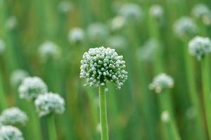 lök blomma med grön bakgrund foto