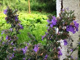 blommande blomma med löv, levande naturlig natur foto