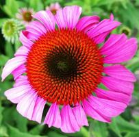 blommande echinacea med löv, levande naturlig natur foto