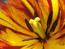 blommande röd blommatulpan med gröna blad, levande natur foto