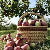 söt frukt äpple växer på träd med gröna blad foto