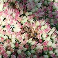 bevingat bi flyger långsamt till växten, samlar nektar för honung på privat bigård foto