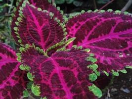 coleus blomma med vackert motiv foto