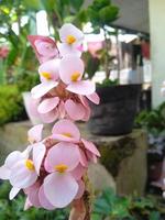 begonia grandis blomma foto