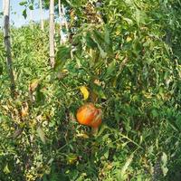 grönsaksträdgård med tomatplantor foto