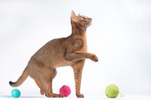 vuxen röd abessinian katt spelar på en vit bakgrund foto