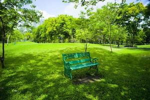 vackert grönt gräs i parken foto