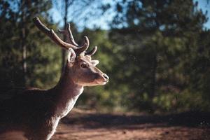 rådjur i skogen foto