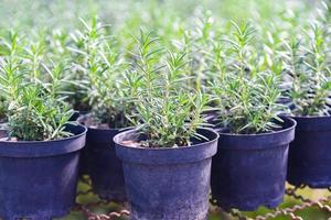 rosmarinväxt i kruka i den naturliga örtgården plantskola växtträdgård, liten färsk rosmarin ört växer i en blomkruka inomhus foto