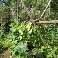 odla gurkor i en privat trädgård foto