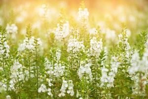 vackra blomfält med kvällssolljus lyser igenom. foto