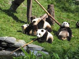 grupp av panda som leker i skogen i tibet foto