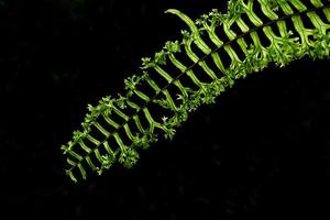 gröna ormbunke blad isolerad på svart bakgrund foto
