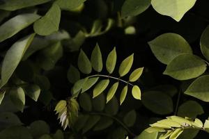 foto av en lögnarväxt med frodiga löv med ett koncept som ses när man tittar, vanligtvis används för tapeter och bakgrunder