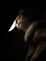 katt leker med lampan i mörkret. foto