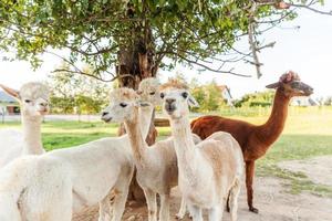 söt alpacka med roligt ansikte som kopplar av på ranch på sommardagen. inhemska alpackor som betar på betesmark i naturlig eco-gård landsbygdsbakgrund. djurvård och ekologiskt jordbruk koncept foto