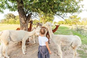 söt alpacka med roligt ansikte som kopplar av på ranch på sommardagen. inhemska alpackor som betar på betesmark i naturlig eco-gård landsbygdsbakgrund. djurvård och ekologiskt jordbruk koncept foto