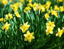 vackra gula påskliljor narcisser foto