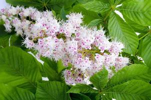 kastanj gren med löv och blomma på ljus bakgrund foto