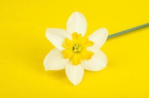 narcissusblomma med vita och gula kronblad. foto