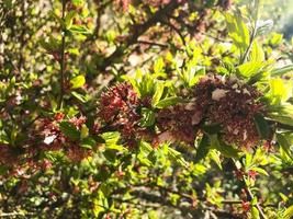 blommande nanking cherry cerasus, prunus tomentosa på våren. foto