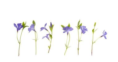 blå blommor och blad av vinca isolerad på vit bakgrund foto