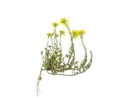 medicinalväxt med gula små blommor på vit bakgrund foto
