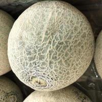 makro foto melon. arkivfoto asiatisk frukt melon