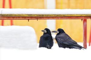 ett par svarta kråkor sitter under en snötäckt bänk och tittar åt ett håll. foto