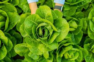 manlig bonde som plockar romaine grönsaker på kvällen foto