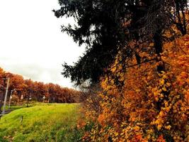 naturen färgar skogen foto