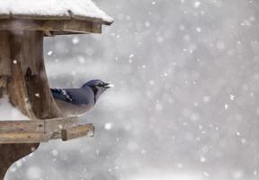 blåskrika på fågelmatare vinter foto