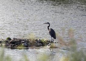 blåhäger i träsket foto