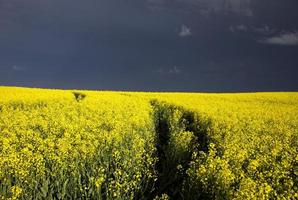 storm moln saskatchewan foto