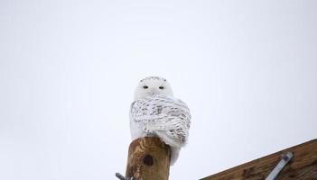 snöuggla på staketstolpe foto