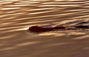 bisamråtta simmar vid solnedgången foto