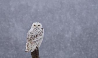 snöuggla på staketstolpe foto