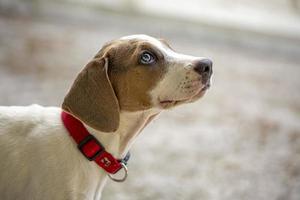 ung jack russell terrier utomhus tittar upp. foto