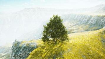 panoramalandskap med ensamt träd bland gröna kullar foto