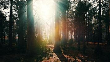 jätte sequoia i den jättelika skogsdungen i sequoia nationalparken foto