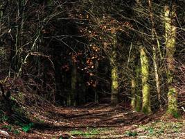 ljusa höstfärger i vogeserna. alsace. foto