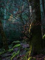 ljusa höstfärger i vogeserna. alsace. foto