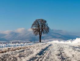 snöig väg i fälten i alsace. solig vinterdag. foto