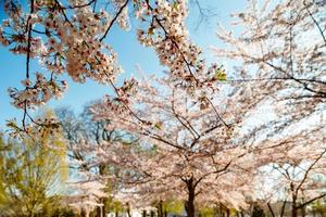 körsbärsträd som blommar på våren, strasbourg, alsace foto