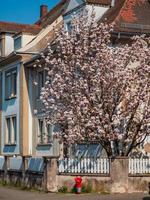 fantastiska rosa magnolior blommar i Strasbourgs trädgårdar. stora fina blommor. foto