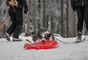 rolig corgi i vinterskogen leker med snö. foto